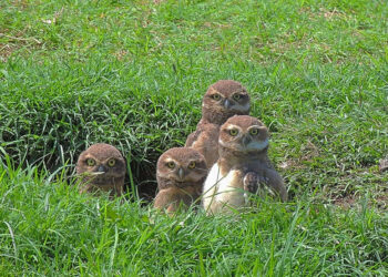 Muestra de fotografías sobre aves de la región