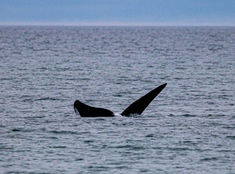 Las ballenas se adelantan en Puerto Madryn
