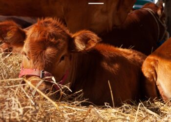 Argentina vuelve a exportar embriones bovinos “in vivo” a la Unión Europea