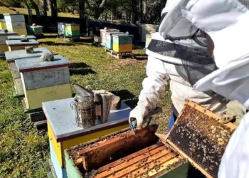 Importante repunte de la actividad apícola en Junín