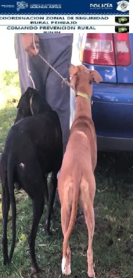 Infracciones por caza furtiva y con perros galgos