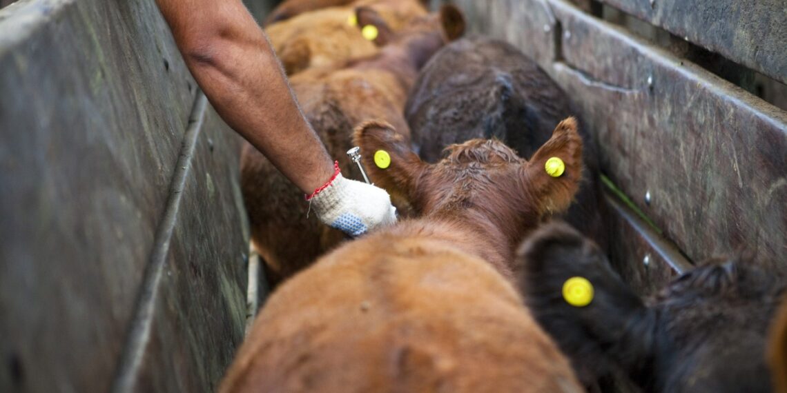 Por los altos costos, piden autorizar la importación de la vacuna contra la Fiebre Aftosa