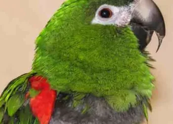 Piden a los vecinos no tener loros ni cotorras como mascotas