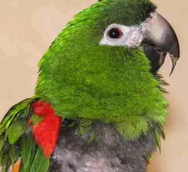 Piden a los vecinos no tener loros ni cotorras como mascotas