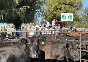 Los angus de Taesa y su segundo remate anual