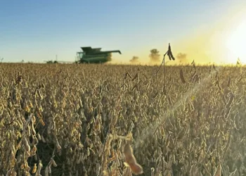 Un alto porcentaje de los agricultores tiene que vender ahora sus granos