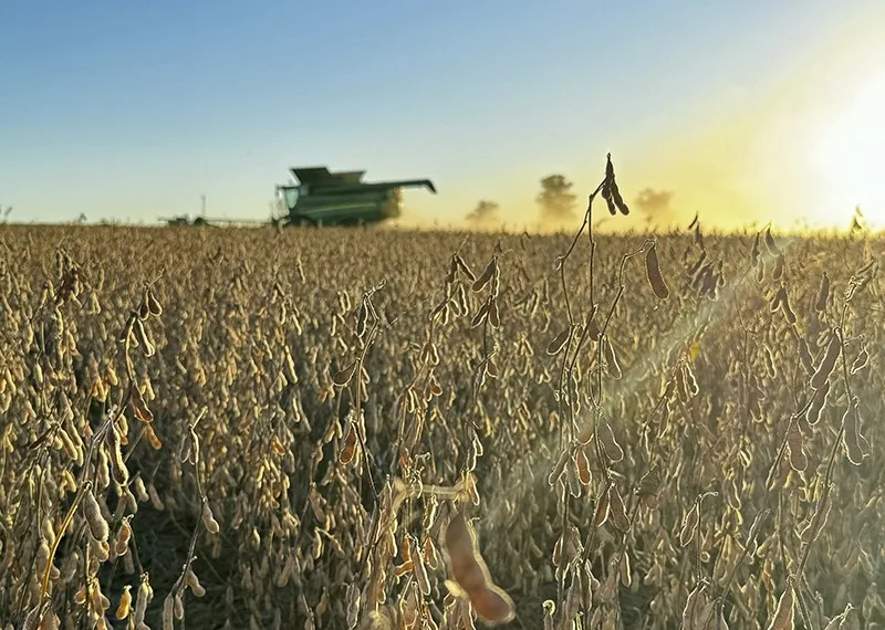 Un alto porcentaje de los agricultores tiene que vender ahora sus granos