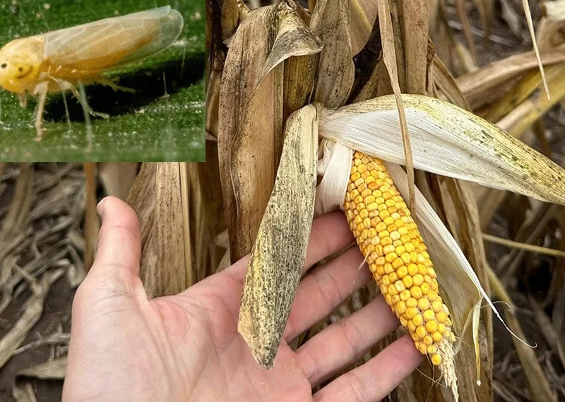 ¿Cuántos millones ya se «comió» la chicharrita en Argentina?