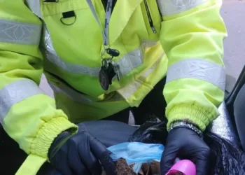 Gendarmería Junín secuestró marihuana en un vehículo