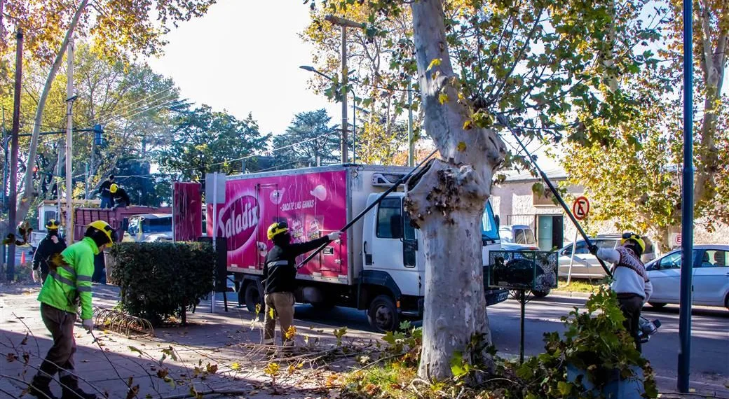 Plan integral de poda anual en nuestra ciudad