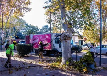 Plan integral de poda anual en nuestra ciudad