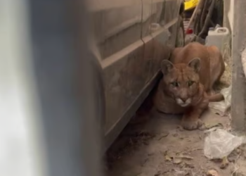 Una mujer fue al garaje de su casa y encontró “un lindo gatito”: había un puma