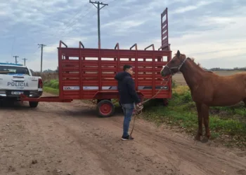 Operativos de secuestro de caballos sueltos en distintos puntos de la ciudad