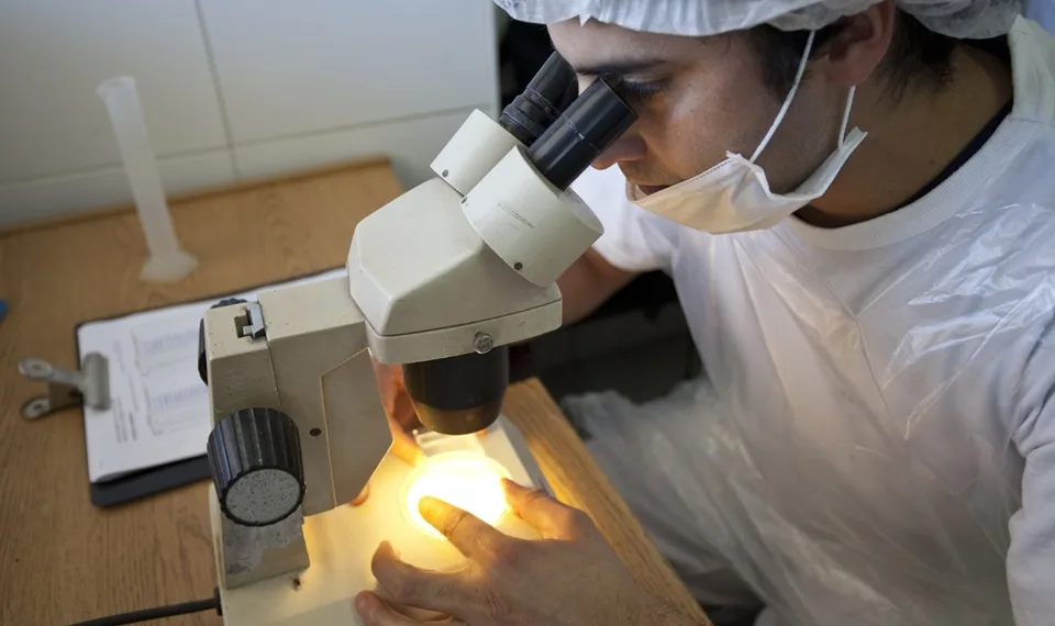 Pautas para la prevención de la triquinosis en la producción y el consumo de alimentos