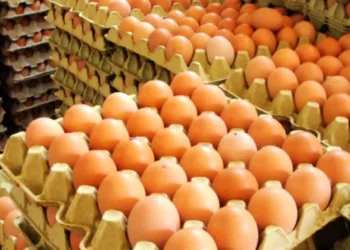 La relación consumo – precios favorece a la producción de huevos