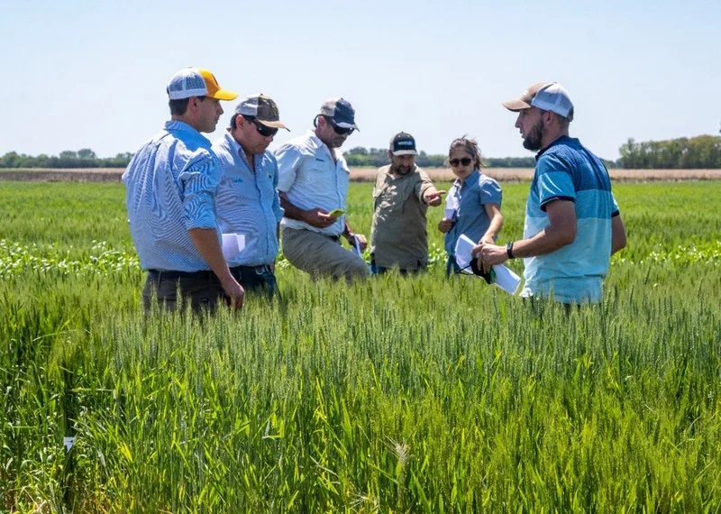 Perspectivas positivas de trigo en la Argentina y cautela en productores locales