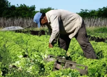 Piden crear un Consejo para fortalecer el cordón frutihortícola