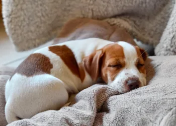 Expertos revelaron si los perros también tienen sueños