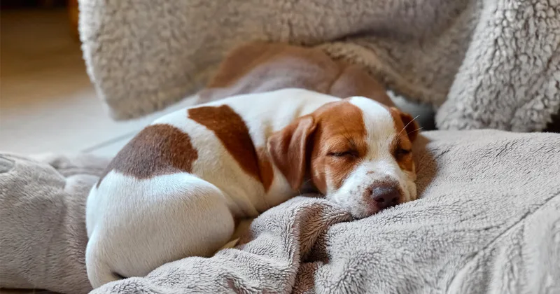 Expertos revelaron si los perros también tienen sueños