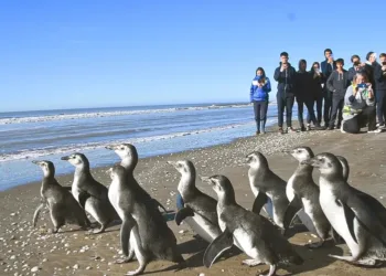 Rehabilitados por la Fundación Mundo Marino, 14 pingüinos volvieron a casa
