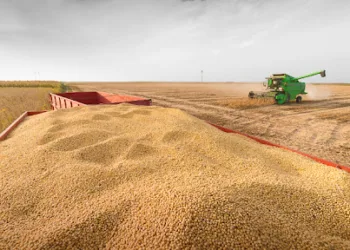 Soja: en Junín se cerró una  muy buena cosecha