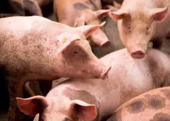 Alerta triquinosis: brotes en Mar del Plata y Necochea tras faenas caseras de cerdos y un toro