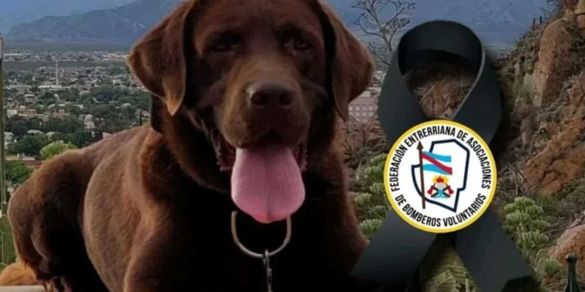 Murió Nerón, uno de los perros que encontró rastros de Loan