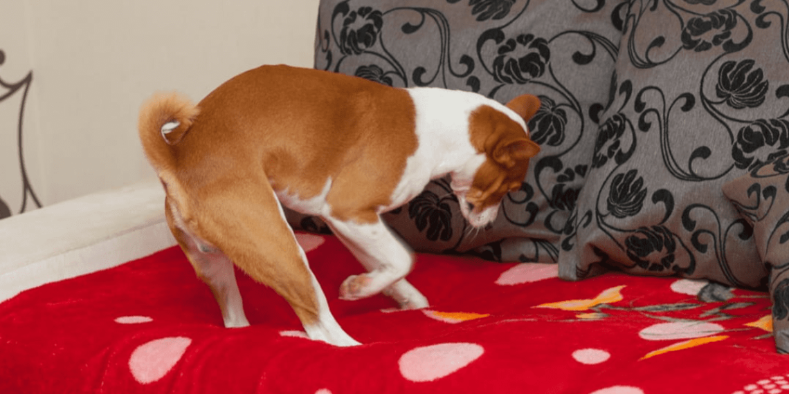 Por qué los perros rascan la cama antes de echarse a dormir