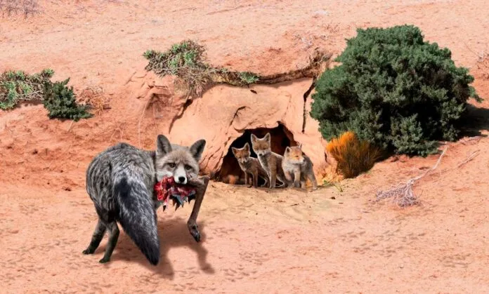 Descubren madriguera prehistórica y restos de un guanaco con mordidas de sus depredadores