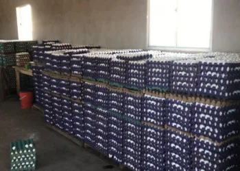 Avícola de Morse pisa fuerte con la producción de huevos en Junín y la región
