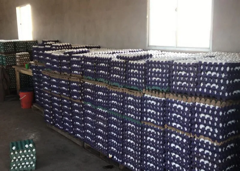 Avícola de Morse pisa fuerte con la producción de huevos en Junín y la región