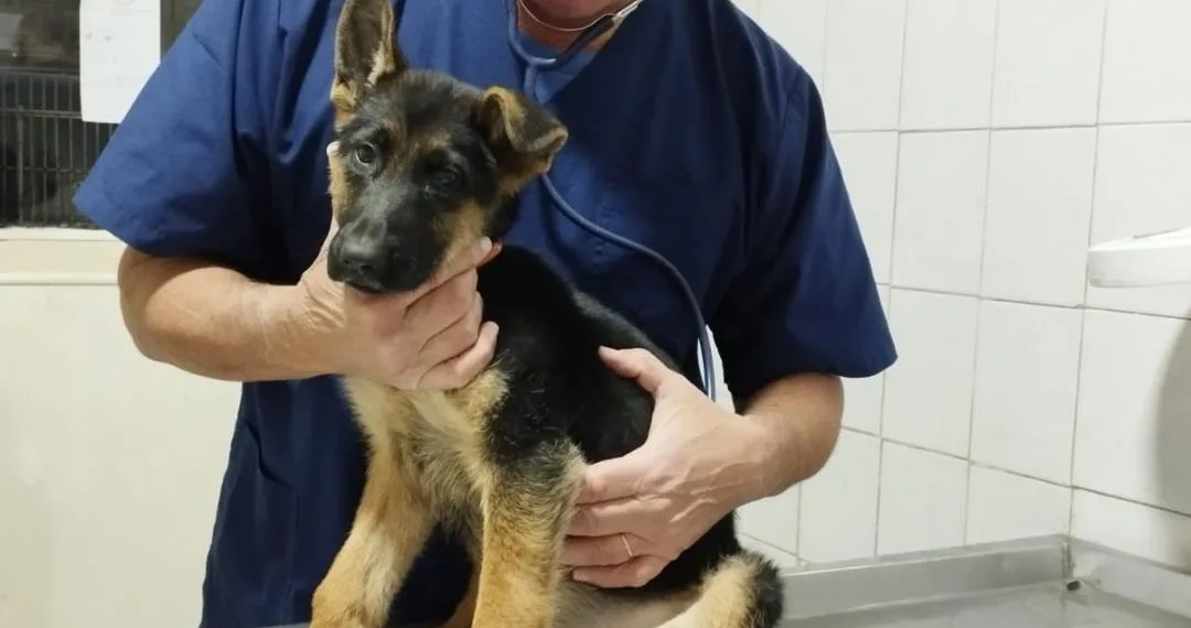 Origen de la palabra veterinario