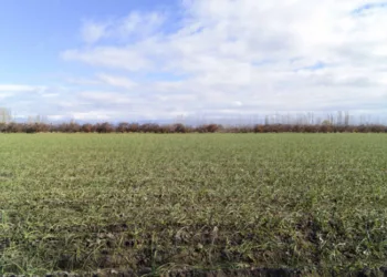 Nación avaló la emergencia agropecuaria para Junín y otros 49 distritos bonaerenses