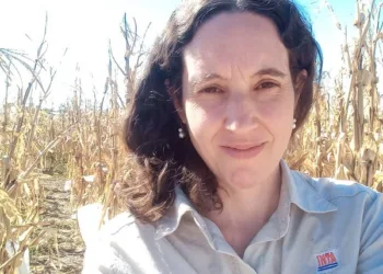 Control y prevención: la batalla del INTA  contra la chicharrita en los campos de maíz