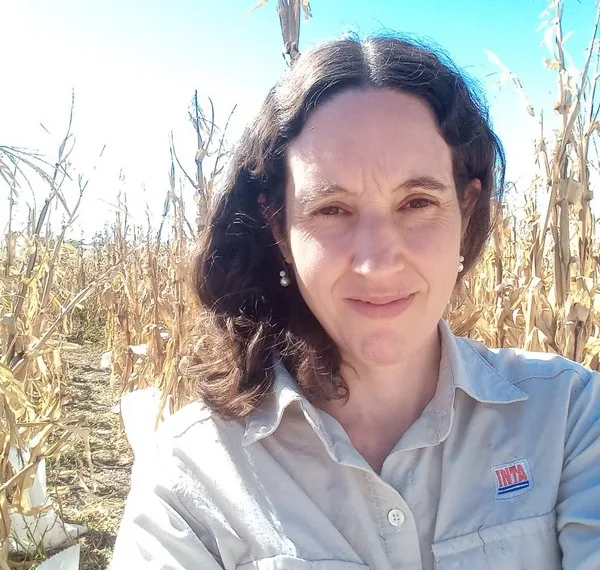 Control y prevención: la batalla del INTA  contra la chicharrita en los campos de maíz