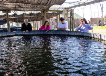 Resiembra de pejerrey y  puesta en  valor de la Laguna de Gómez