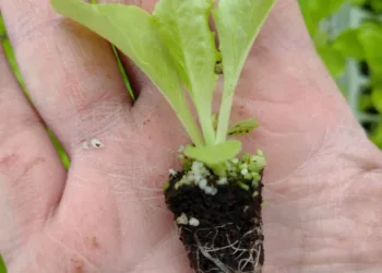 Pensando en verde se consolida  en Junín la producción hortícola