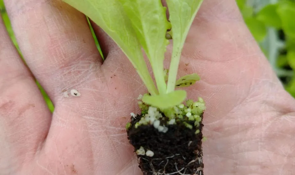 Pensando en verde se consolida  en Junín la producción hortícola