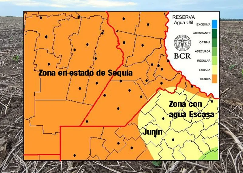 Por falta de lluvias, hay abrupta caída de la producción triguera