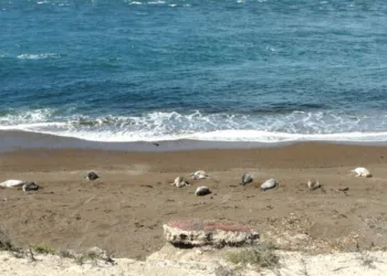 Nacieron cachorros de elefante marino en costas bonaerenses