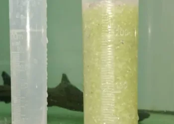 Junín recibe 60.000 ovas de pejerrey