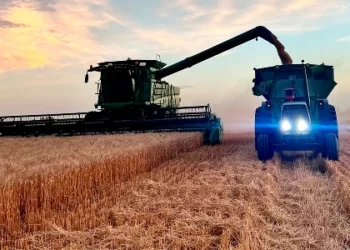 Se espera un trigo de 4200 kg por hectárea para Junín