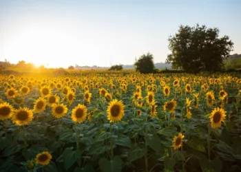 Declaran alerta fitosanitaria en todo el país por una plaga que afecta al girasol