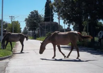 Animales sueltos en la vía pública: qué dice la normativa aprobada en el Concejo