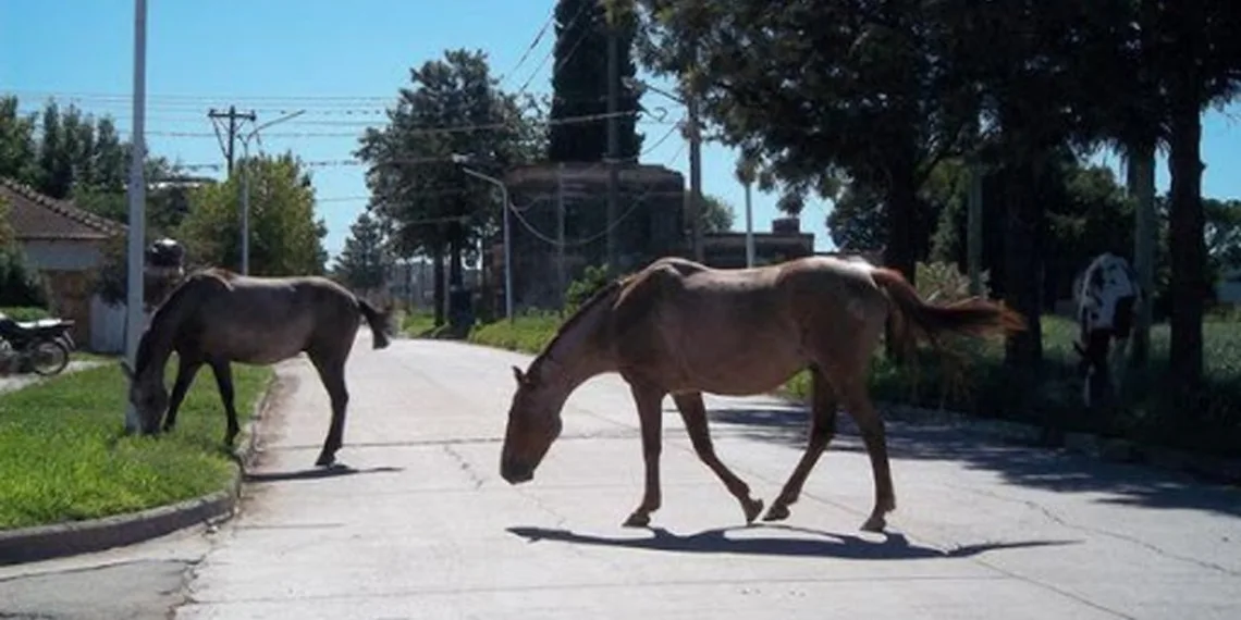 Se tratará la ordenanza que regula los caballos sueltos en la vía pública