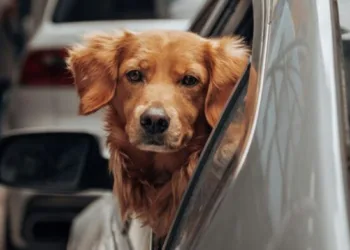 Vacaciones en el exterior: el trámite para viajar con mascotas