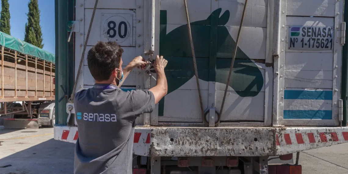 Namibia, el nuevo mercado para los equinos argentinos