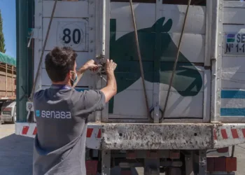Namibia, el nuevo mercado para los equinos argentinos