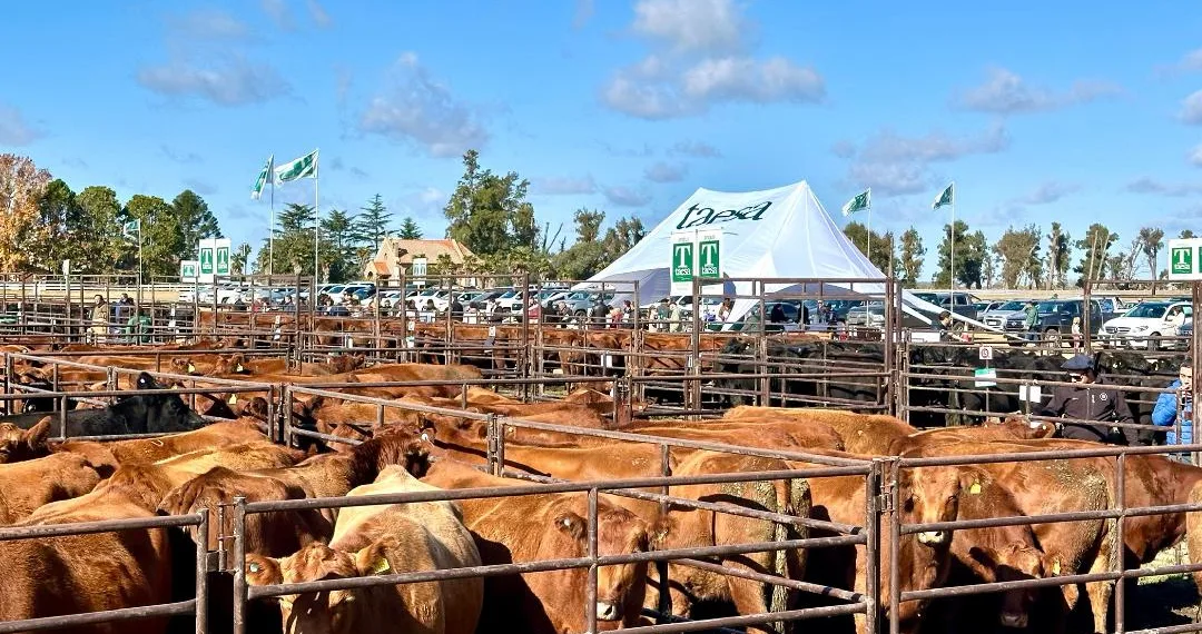 TAESA suma un nuevo remate de vientres Angus preñados