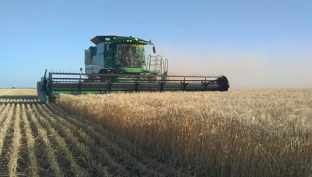 Qué pasa con los rindes del trigo en Junín
